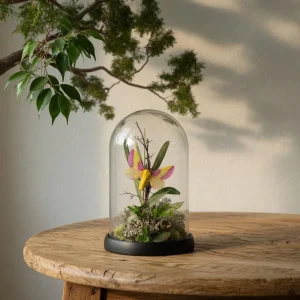 REAL - Rosy Maple Moth Diorama / Pink & Yellow Moth Cloche / Dryocampa rubicunda / 6x4 Dome Display