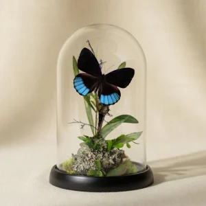 REAL - South America Butterfly Diorama -6X4 Inch Dome Diorama - Eunica norica