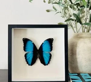 Real Morpho deidamia briseis in 8x8 G...
