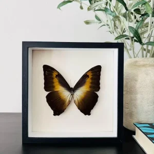 Morpho cisseis gahua (Brown Form) in ...