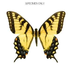 Male Eastern Tiger Swallowtail – Papilio glaucus Butterfly Specimen | Spread & Dried Insect for Collection