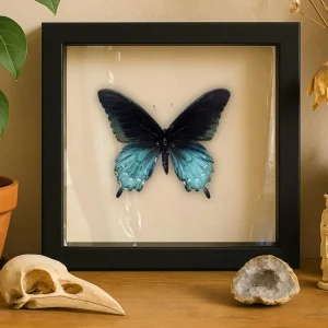Real Butterfly - Pipevine Swallowtail Butterfly | Battus philenor | 6x6 Shadowbox Frame