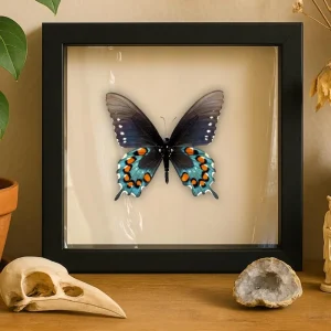 Real Butterfly - Pipevine Swallowtail Butterfly | Battus philenor | 6x6 Shadowbox Frame (Verso)