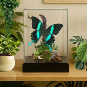 Real Jeweled Swallowtail Butterfly Diorama - 8x4x5 in