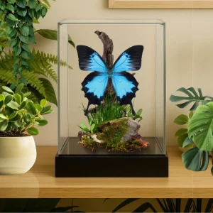 REAL Ulysses Swallowtail Butterfly Diorama – 8x4x5 Blue Display