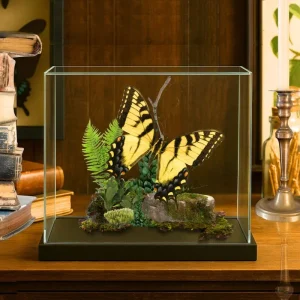 REAL Eastern Tiger Swallowtail Butterfly Diorama – 6x8x6 Display (Male)