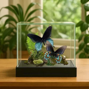 REAL - Handcrafted Pipevine Swallowtail Diorama | Battus philenor | 6x6 Display with 2 Specimens