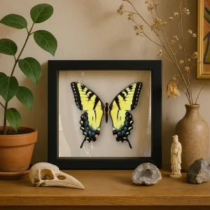 Framed Eastern Tiger Swallowtail (Blue Female Phase) – Papilio glaucus Butterfly | 6x6 Shadowbox Insect Display