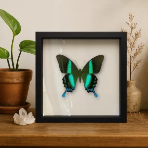 REAL - Papilio Blumei Butterfly – 9x9 Shadowbox Display – Peacock Swallowtail