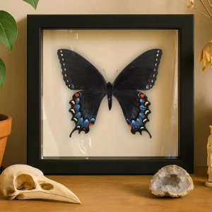 Framed Eastern Tiger Swallowtail (Female Dark Phase) – Papilio glaucus Butterfly | 6x6 Shadowbox Insect Display