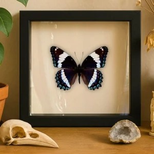 REAL Pipevine Swallowtail Butterfly Ornament – 6" Globe (Verso View)