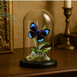 REAL - South America Butterfly Diorama -6X4 Inch Dome Diorama - Eunica eurota