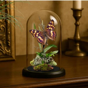 REAL - Apatura ilia, purple emperor butterfly Diorama -6X4 Inch Dome Diorama