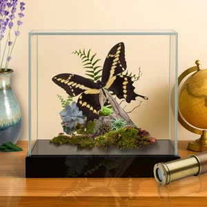 Real Giant Swallowtail Butterfly Diorama: USA Display (6x8x6 in)
