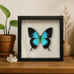 REAL Ulysses Swallowtail Butterfly – 9x9 Shadowbox (Papilio ulysses)
