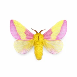Dryocampa rubicunda – REAL Pink Rosy Maple Moth, Mounted Specimen - USA