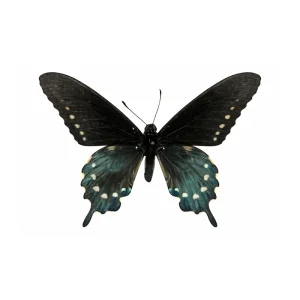 Battus philenor / Pipevine Swallowtail Butterfly / Mounted Specimen / Collector Quality