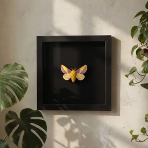 Pink Rosy Maple Moth Shadowbox / Dryocampa rubicunda / Moth Display / 6x6x2