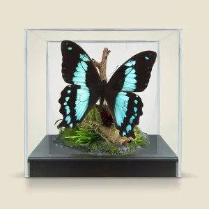 Real Papilio bromius, Swallowtail Butterfly - 6x6x6 inch
