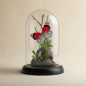 Real Diaethria Anna Butterfly Diorama: 6x4 Inch Dome Display
