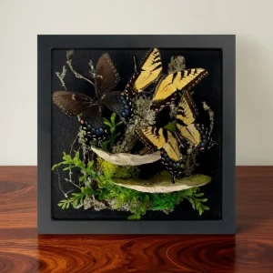 REAL - LARGE Tiger Swallowtail butterfly Diorama -11X11X5 Inch shadowbox diorama -Papilio glaucus USA